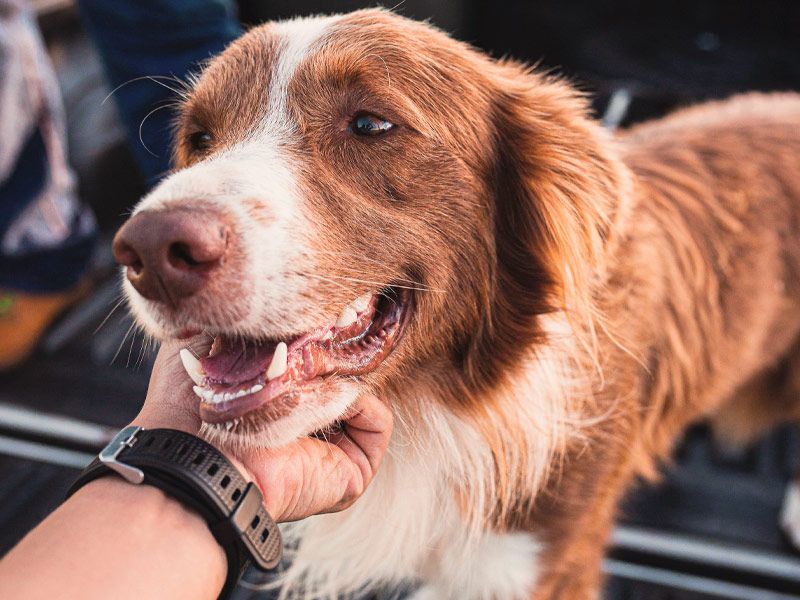 Recuerdo de mascotas con Paseo a las nubes Recuerdo de mascotas con Paseo a las nubes