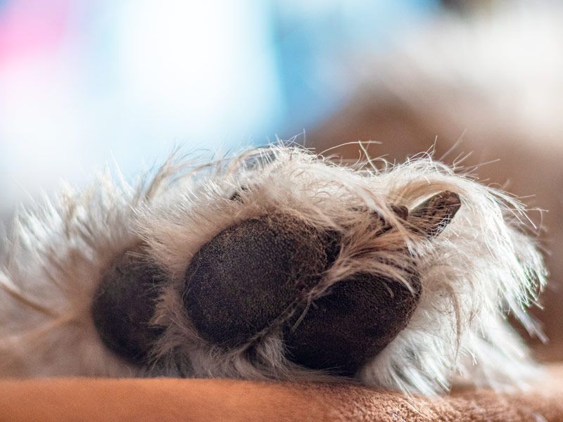 La huella de tu mascota con Paseo a las nubes Pata de perro